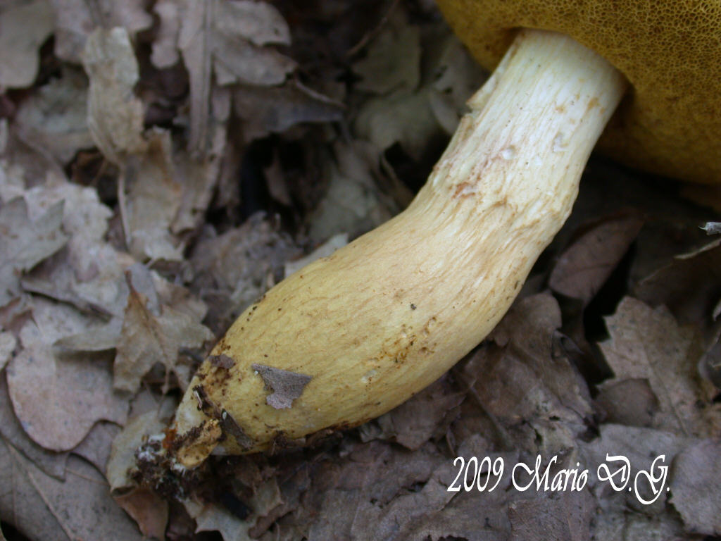 Boletus da determinare >>> n�4